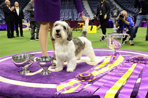 the dogs results yesterday